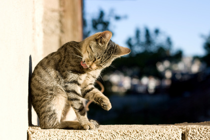 alimentazione per gatti